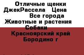 Отличные щенки ДжекРассела › Цена ­ 50 000 - Все города Животные и растения » Собаки   . Красноярский край,Бородино г.